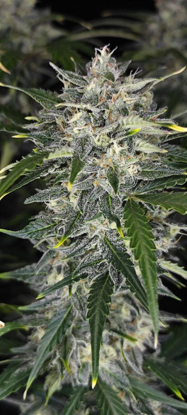 Sour Jealousy Auto™ - Image 3