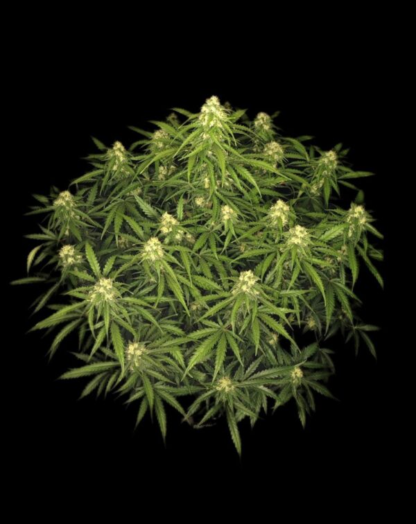 Sour Jealousy Auto™ - Image 4