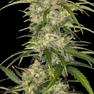 Sour Jealousy Auto™ cannabis bud by Fast Buds, coated in trichomes with vivid green tones and orange pistils, emitting sour citrus and gassy diesel aromas, bred for potency and speed.