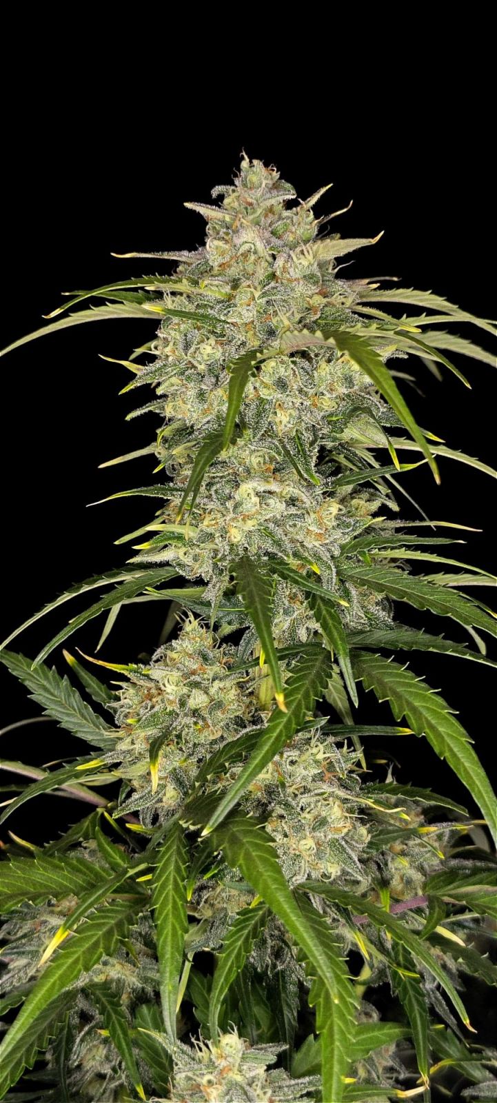 Sour Jealousy Auto™ cannabis bud by Fast Buds, coated in trichomes with vivid green tones and orange pistils, emitting sour citrus and gassy diesel aromas, bred for potency and speed.