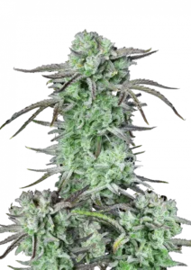Strawberry Banana Auto™ cannabis bud by Fast Buds, showcasing tall structure with dense, frost-coated colas, orange pistils, and emitting rich strawberry-banana smoothie aromas.
