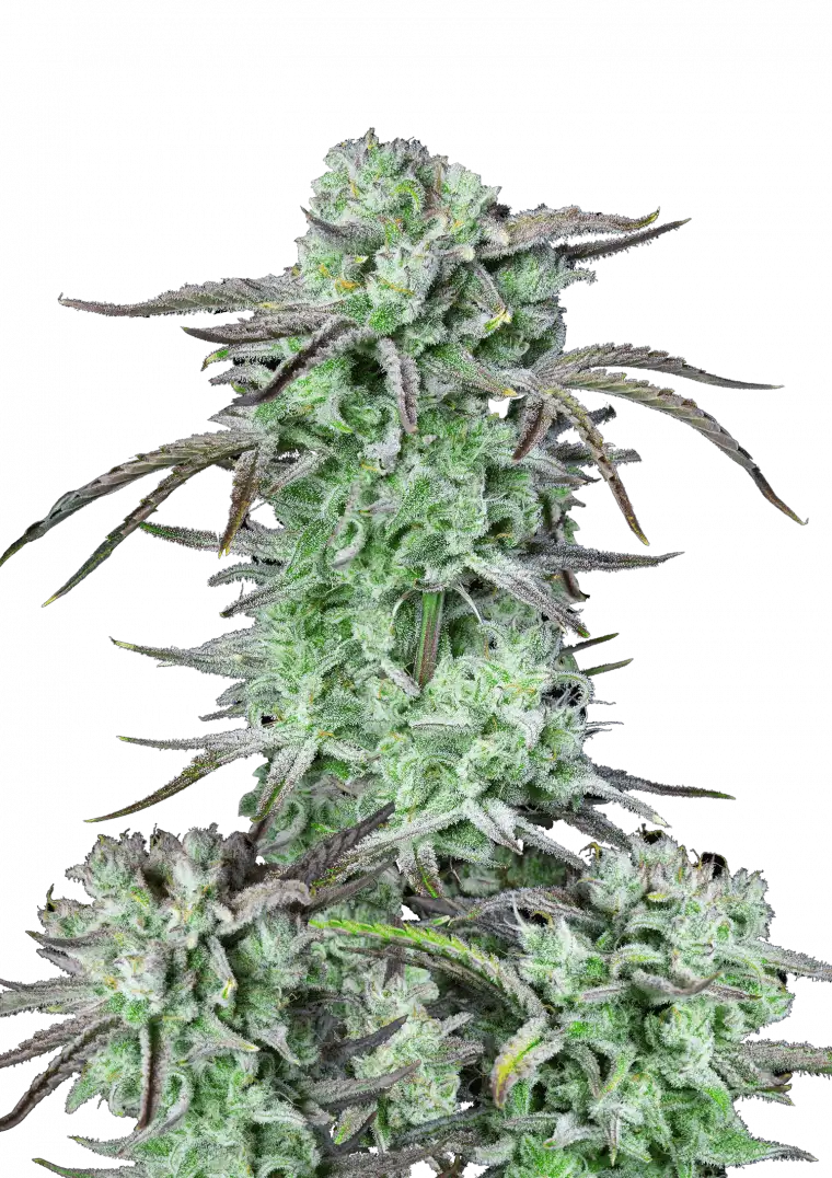 Strawberry Banana Auto™ cannabis bud by Fast Buds, showcasing tall structure with dense, frost-coated colas, orange pistils, and emitting rich strawberry-banana smoothie aromas.