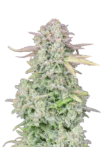 A vigorous Trainwreck Auto cannabis plant showcasing frosty lime-green buds with orange pistils, drenched in trichomes and radiating citrus-pine aroma under strong grow lights.