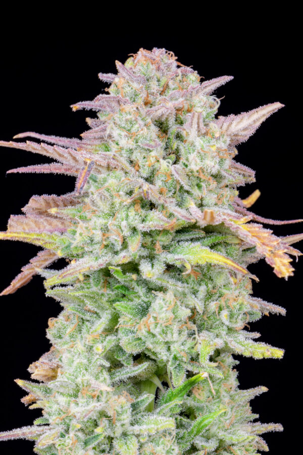 Trainwreck Auto - Image 2