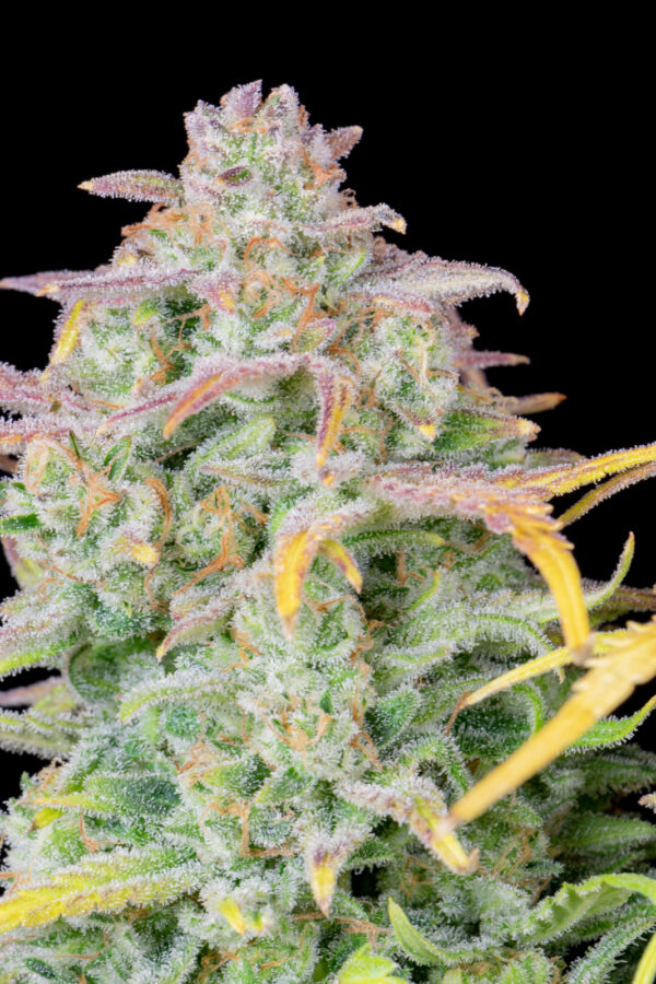 Trainwreck Auto - Image 3