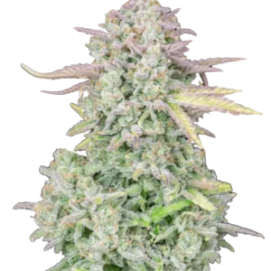 A vigorous Trainwreck Auto cannabis plant showcasing frosty lime-green buds with orange pistils, drenched in trichomes and radiating citrus-pine aroma under strong grow lights.