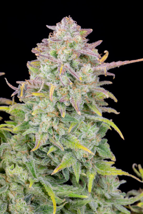 Trainwreck Auto - Image 4