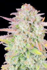 Trainwreck Auto - Image 5