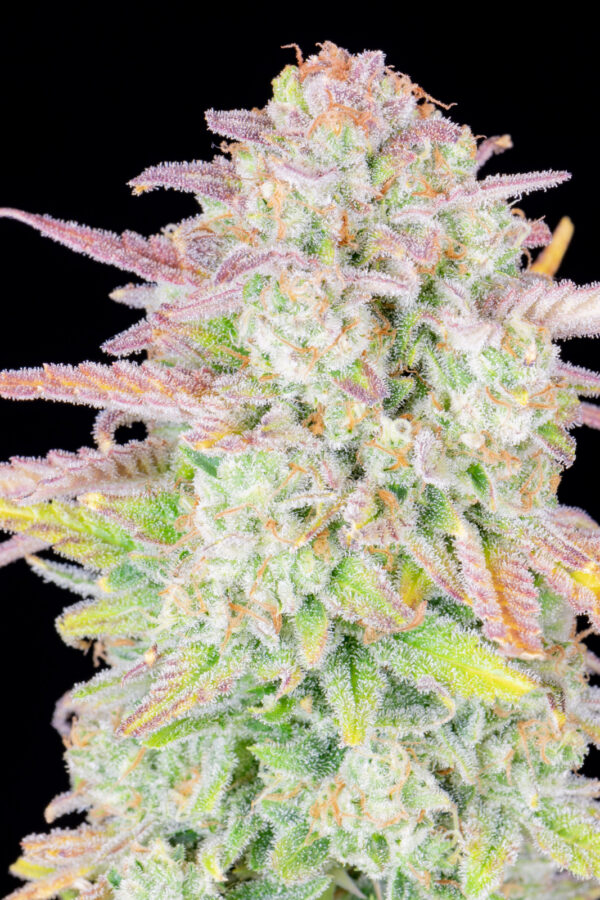 Trainwreck Auto - Image 5