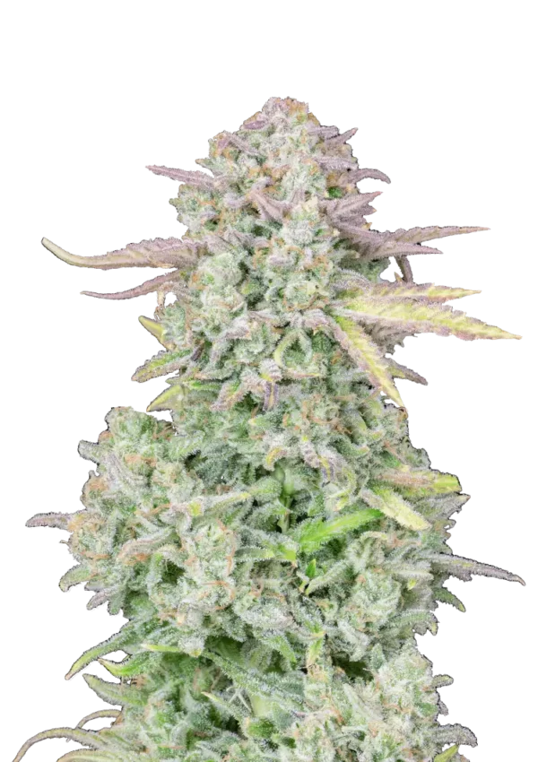 A vigorous Trainwreck Auto cannabis plant showcasing frosty lime-green buds with orange pistils, drenched in trichomes and radiating citrus-pine aroma under strong grow lights.