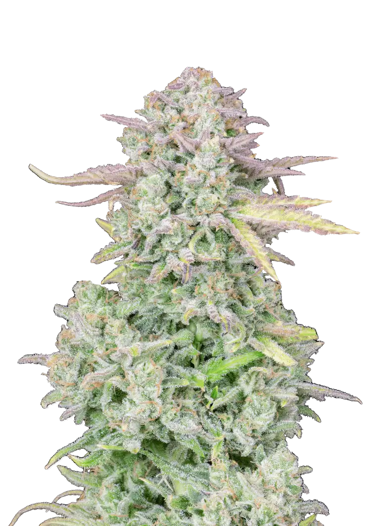 A vigorous Trainwreck Auto cannabis plant showcasing frosty lime-green buds with orange pistils, drenched in trichomes and radiating citrus-pine aroma under strong grow lights.