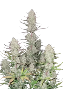 Tropicana Cookies Auto plant displaying dense, deeply colored purple and blue buds, coated in sticky resin with bright orange pistils—emitting a complex citrus-fueled aroma with a tropical and sandalwood finish.