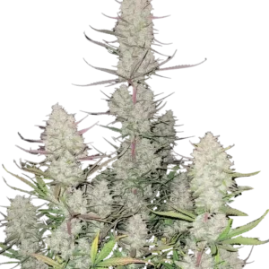 Tropicana Cookies Auto plant displaying dense, deeply colored purple and blue buds, coated in sticky resin with bright orange pistils—emitting a complex citrus-fueled aroma with a tropical and sandalwood finish.