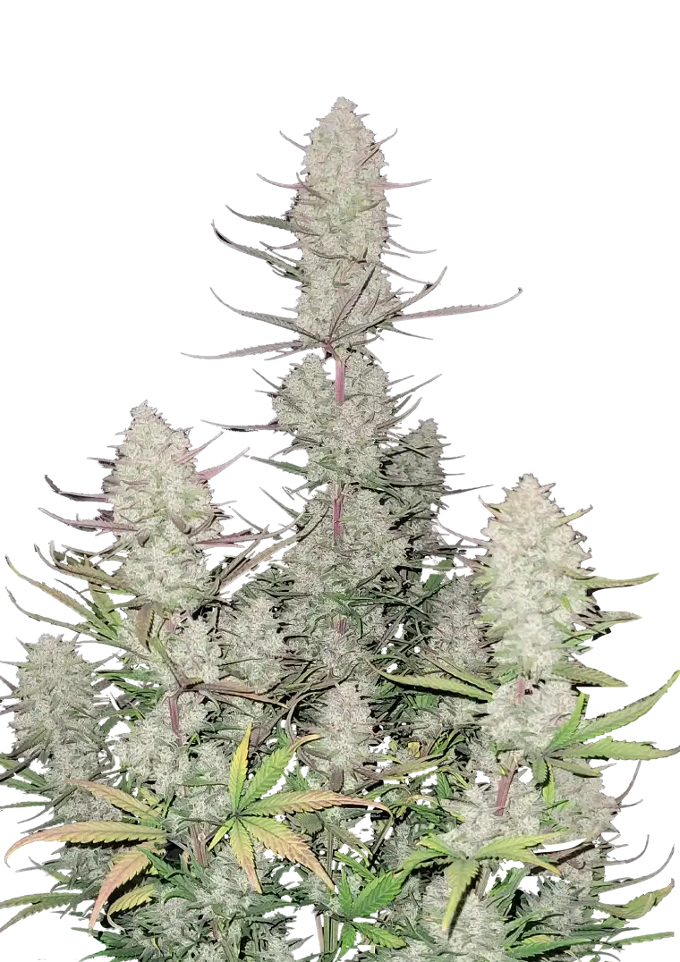 Tropicana Cookies Auto plant displaying dense, deeply colored purple and blue buds, coated in sticky resin with bright orange pistils—emitting a complex citrus-fueled aroma with a tropical and sandalwood finish.