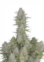 Wedding Cheesecake Auto™ cannabis bud by Fast Buds—dense, frosty, and chunky with lime-green hues and magenta accents, exuding sweet cheesecake and earthy fruit tart aromas.