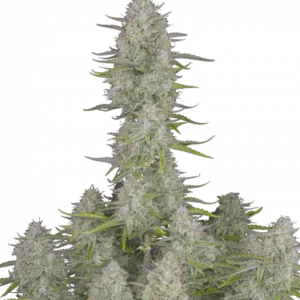 Wedding Cheesecake Auto™ cannabis bud by Fast Buds—dense, frosty, and chunky with lime-green hues and magenta accents, exuding sweet cheesecake and earthy fruit tart aromas.