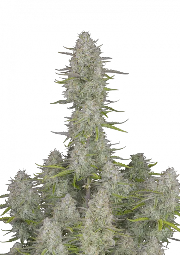Wedding Cheesecake Auto™ cannabis bud by Fast Buds—dense, frosty, and chunky with lime-green hues and magenta accents, exuding sweet cheesecake and earthy fruit tart aromas.