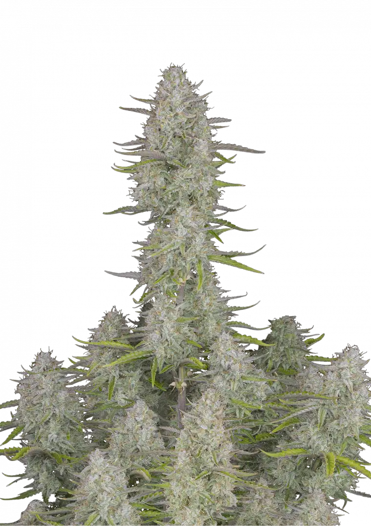 Wedding Cheesecake Auto™ cannabis bud by Fast Buds—dense, frosty, and chunky with lime-green hues and magenta accents, exuding sweet cheesecake and earthy fruit tart aromas.
