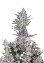 Wedding Glue Auto™ cannabis bud by Fast Buds—large, resin-thick cola with creamy vanilla frosting look and orange pistils, radiating sweet pastry and earthy scents.