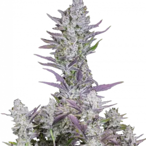 Wedding Glue Auto™ cannabis bud by Fast Buds—large, resin-thick cola with creamy vanilla frosting look and orange pistils, radiating sweet pastry and earthy scents.