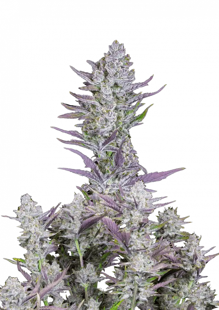 Wedding Glue Auto™ cannabis bud by Fast Buds—large, resin-thick cola with creamy vanilla frosting look and orange pistils, radiating sweet pastry and earthy scents.