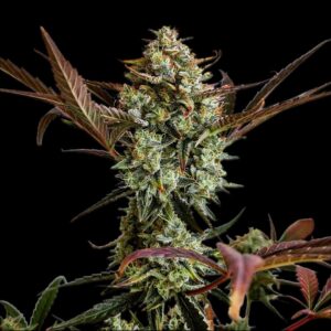 Ztrawberriez Auto™ cannabis bud by Fast Buds, showcasing dense, resin-coated flowers with light green and purplish hues, exuding a rich blend of sweet berry and creamy citrus aromas.