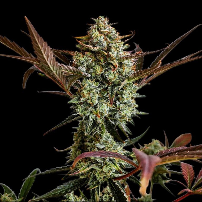 Ztrawberriez Auto™ cannabis bud by Fast Buds, showcasing dense, resin-coated flowers with light green and purplish hues, exuding a rich blend of sweet berry and creamy citrus aromas.