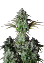 Big Bud Auto™ cannabis plant by Fast Buds—dense, frosty colas with orange pistils and minimal leaf structure, giving off sweet, piney, and earthy aromas.