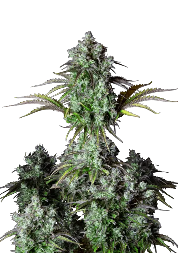 Big Bud Auto™ cannabis plant by Fast Buds—dense, frosty colas with orange pistils and minimal leaf structure, giving off sweet, piney, and earthy aromas.