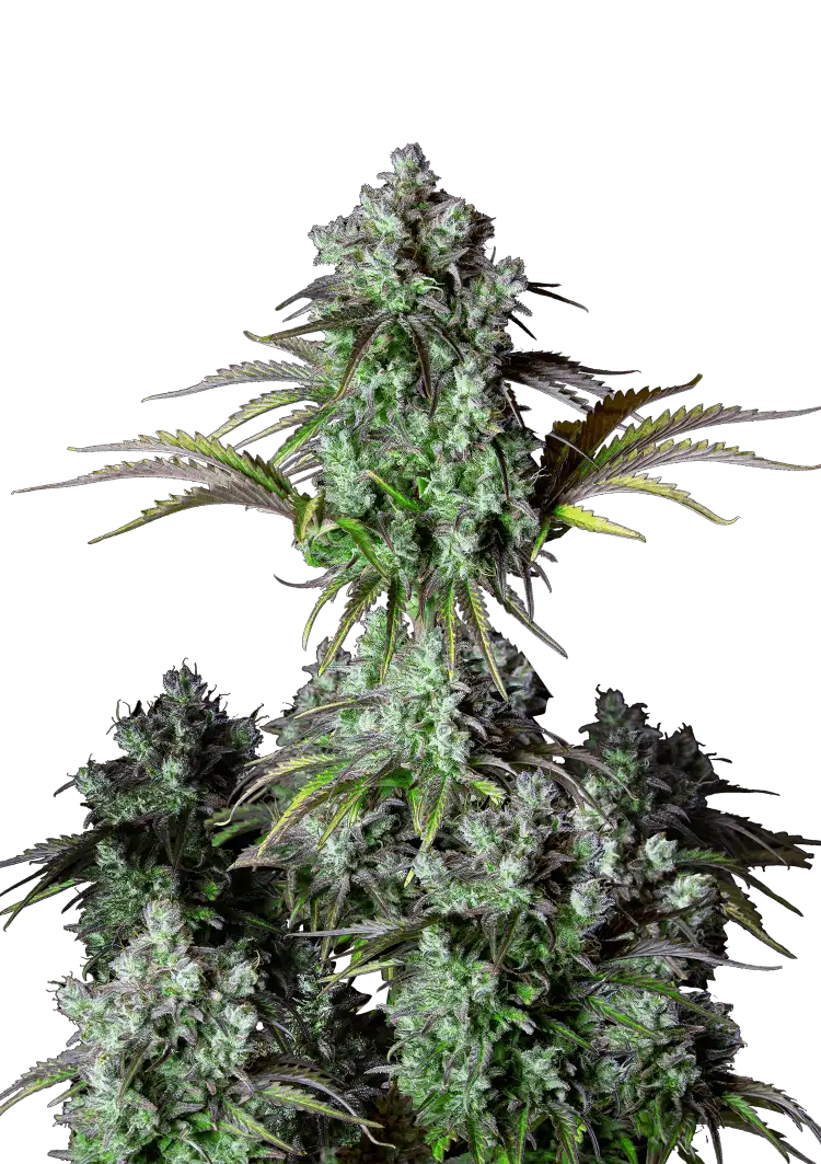 Big Bud Auto™ cannabis plant by Fast Buds—dense, frosty colas with orange pistils and minimal leaf structure, giving off sweet, piney, and earthy aromas.