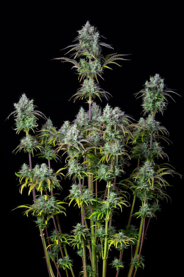Big Bud Auto - Image 2