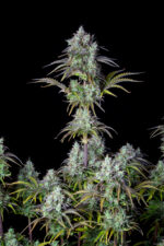 Big Bud Auto - Image 3