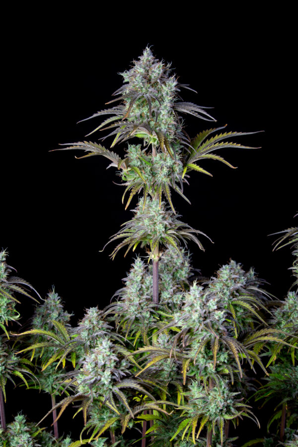 Big Bud Auto - Image 3