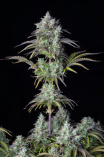 Big Bud Auto - Image 4