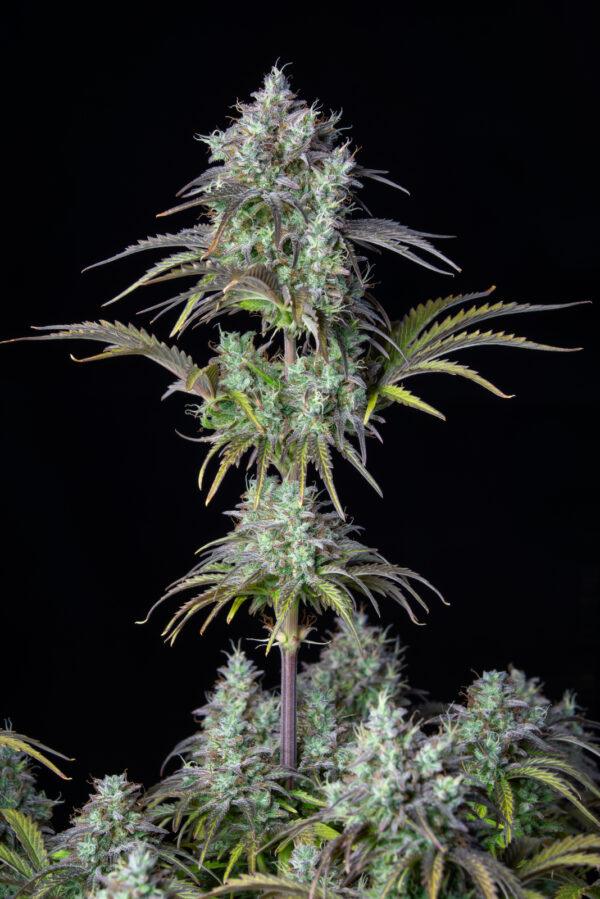 Big Bud Auto - Image 4