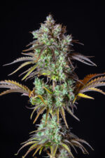 Big Bud Auto - Image 5