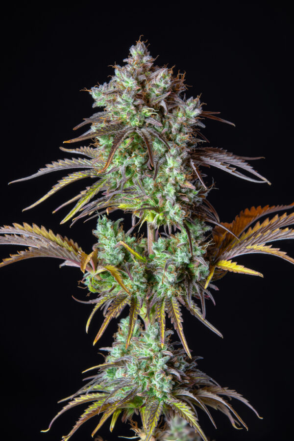 Big Bud Auto - Image 5