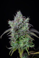 Big Bud Auto - Image 6