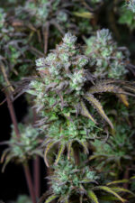 Big Bud Auto - Image 7