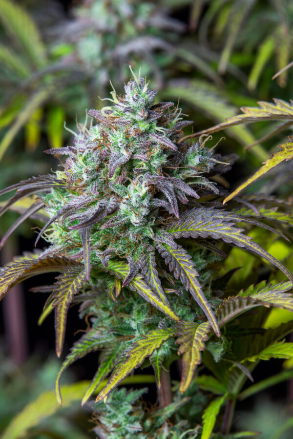 Big Bud Auto - Image 8