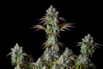 Big Bud Auto - Image 9