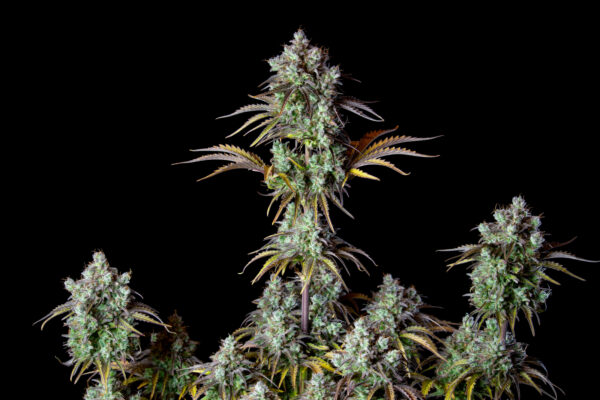 Big Bud Auto - Image 9