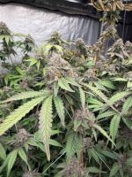 Biscotti Gelato Feminized cannabis plant by Fast Buds—tall, vigorous plant with sugar-coated, dense buds showing hints of purple, emitting cookie, cream, lemon, and earthy-spicy aromas.
