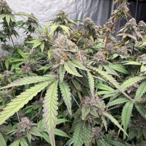Biscotti Gelato Feminized cannabis plant by Fast Buds—tall, vigorous plant with sugar-coated, dense buds showing hints of purple, emitting cookie, cream, lemon, and earthy-spicy aromas.