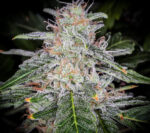 Blue Dream Auto - Image 5