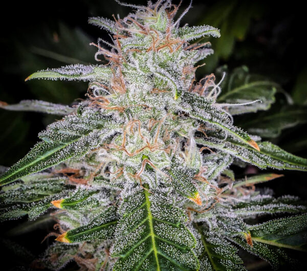 Blue Dream Auto - Image 5