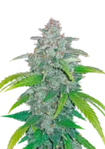 Blue Dream Auto™ cannabis by Fast Buds—tall, frosty colas with green and purple hues, bright orange pistils, and a sweet tropical berry aroma.