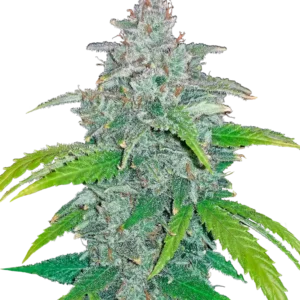 Blue Dream Auto™ cannabis by Fast Buds—tall, frosty colas with green and purple hues, bright orange pistils, and a sweet tropical berry aroma.