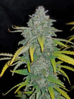 Blue Dream Auto - Image 2