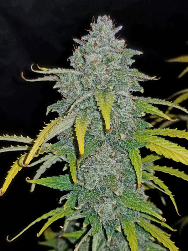 Blue Dream Auto - Image 2